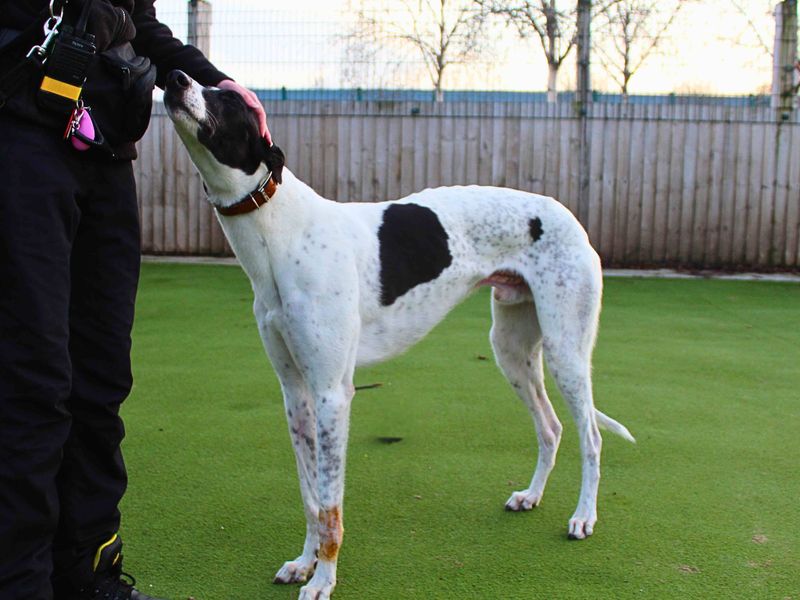 Greyhound for adoption in Manchester – 6 years old - Image 4 of 4