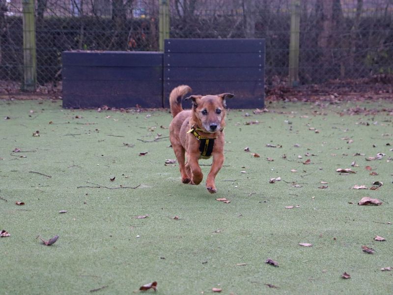 Jack Russell Terrier for adoption in Glasgow – 16 years old - Image 5 of 6