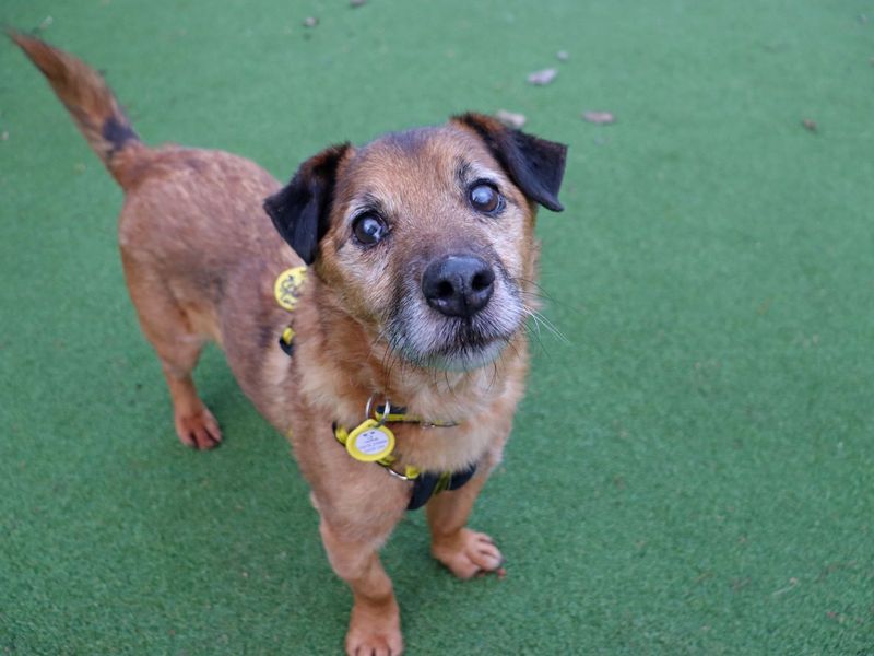 Jack Russell Terrier for adoption in Glasgow – 16 years old - Image 4 of 6