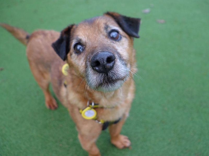 Jack Russell Terrier for adoption in Glasgow – 16 years old - Image 2 of 6