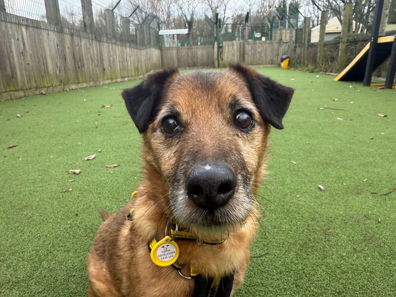 Jack Russell Terrier for adoption in Glasgow – 16 years old - Image 3 of 6