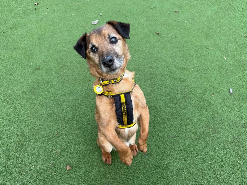 Colin, a 8 years old male Crossbreed available for adoption from Dogs Trust in Glasgow, Scotland