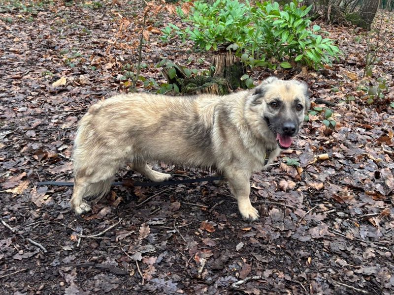 Buddy | German Shepherd Dog Cross | Canterbury - 1