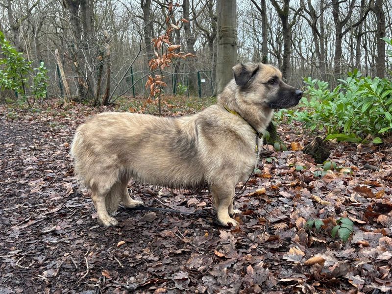 German Shepherd for adoption in Chestfield, Kent – 8 years old - Image 3 of 3