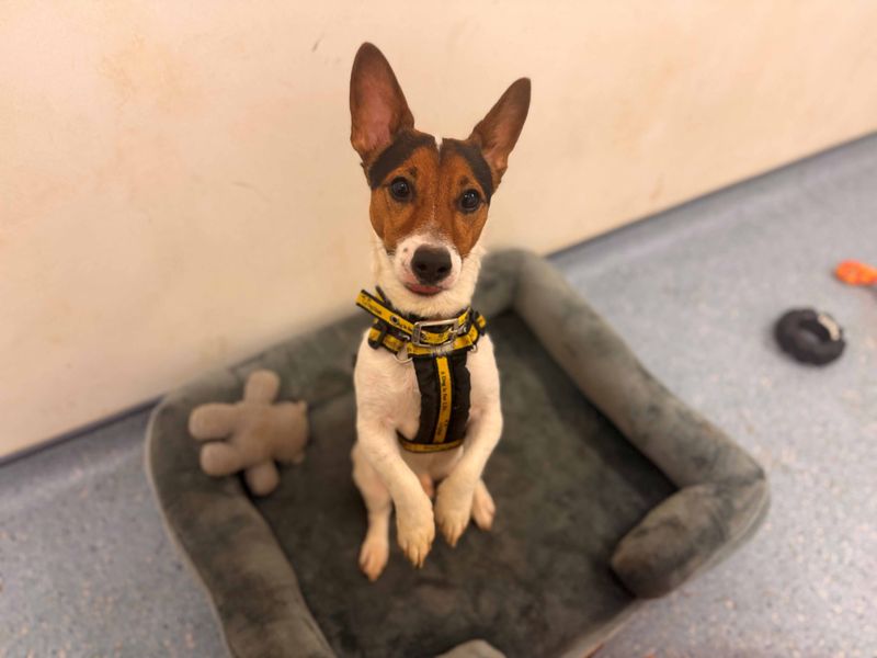 Stanley | Terrier (Jack Russell) | Loughborough - 1