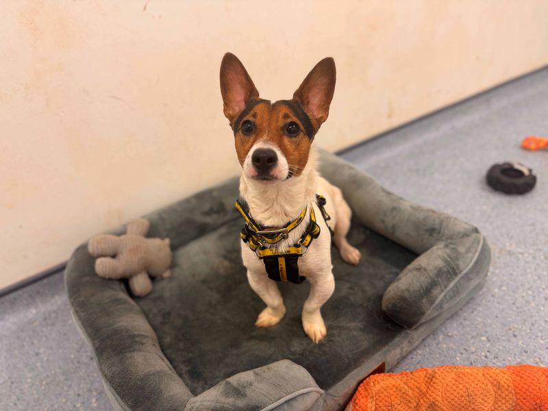 Jack Russell Terrier for adoption in Wymeswold, Leicestershire – 4 years old - Image 2 of 2