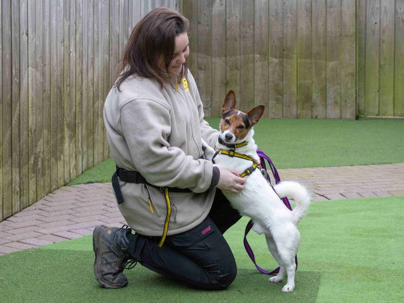 Stanley, a 4 years old male Jack Russell Terrier available for adoption from Dogs Trust in Loughborough, Leicestershire