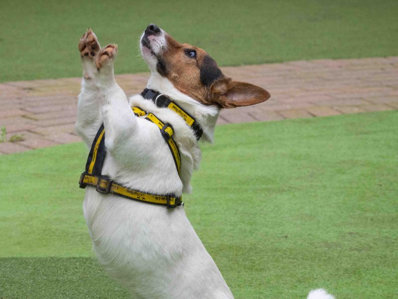 undefined | Terrier (Jack Russell) | undefined - 5