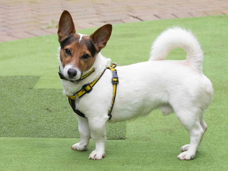 undefined | Terrier (Jack Russell) | undefined - 9