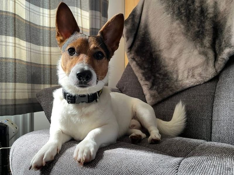 undefined | Terrier (Jack Russell) | undefined - 6