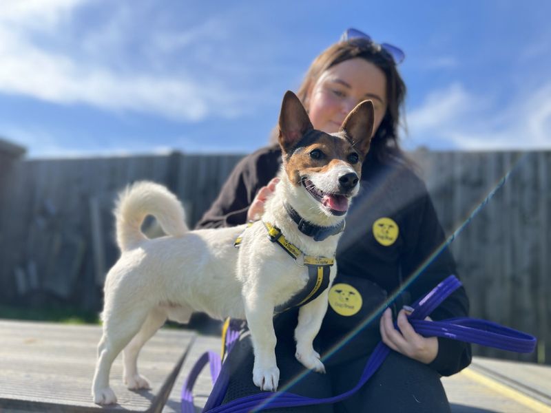 undefined | Terrier (Jack Russell) | undefined - 7