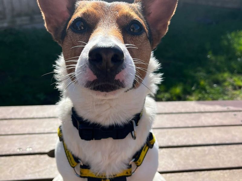 undefined | Terrier (Jack Russell) | undefined - 13