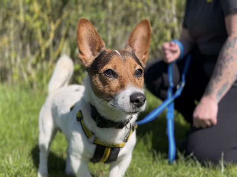 undefined | Terrier (Jack Russell) | undefined - 2