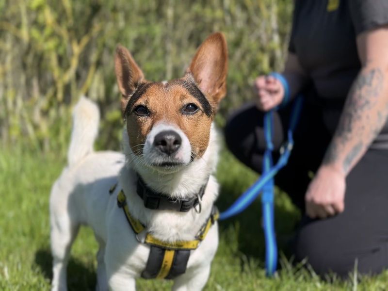 Stanley | Terrier (Jack Russell) | Loughborough - 1