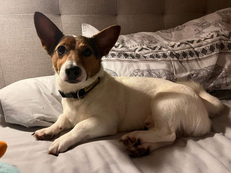 undefined | Terrier (Jack Russell) | undefined - 11