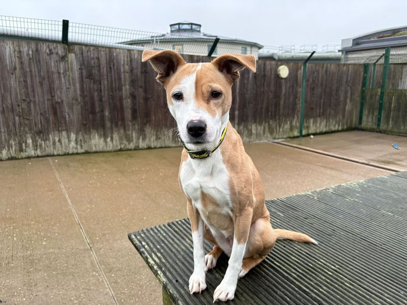 Staffordshire Bull Terrier for adoption in Wymeswold, Leicestershire – 4 years old - Image 2 of 3