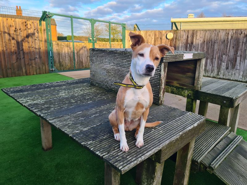 Lola | Terrier (Staffordshire Bull) Cross | Loughborough - 1