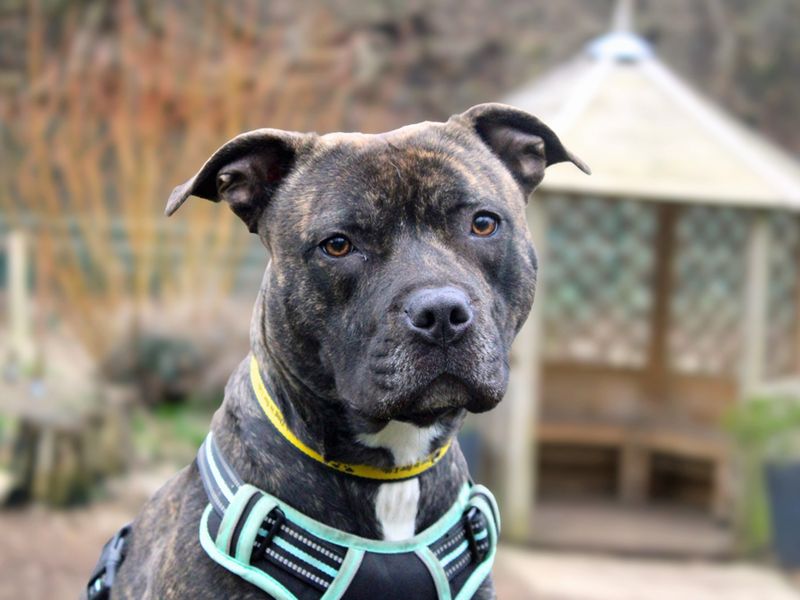 Ness, a 2 years old female Unknown available for adoption from Dogs Trust in Liverpool, Merseyside