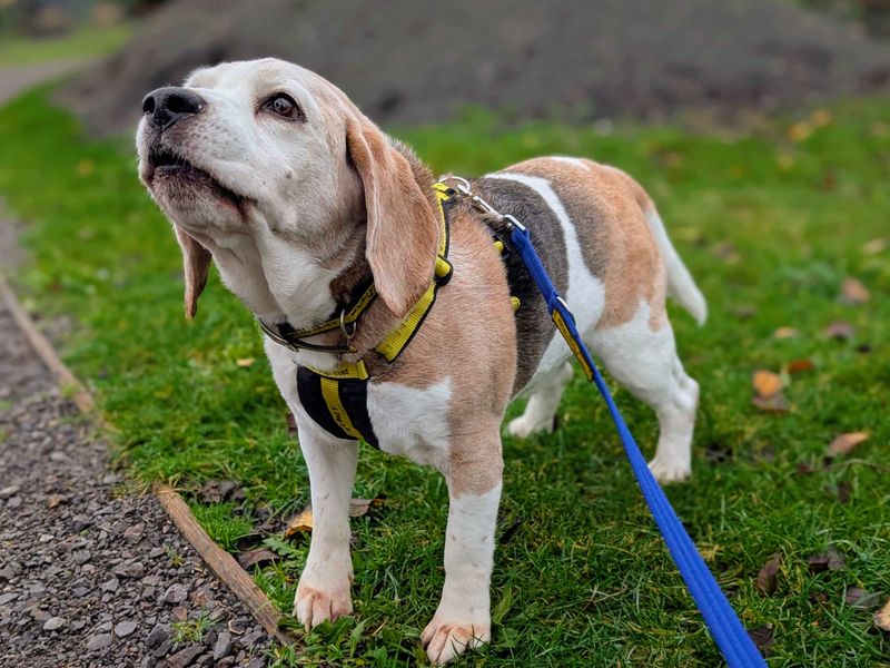 Beagle for adoption in Cardiff / Caerdydd, South Glamorgan – 10 years old - Image 3 of 4
