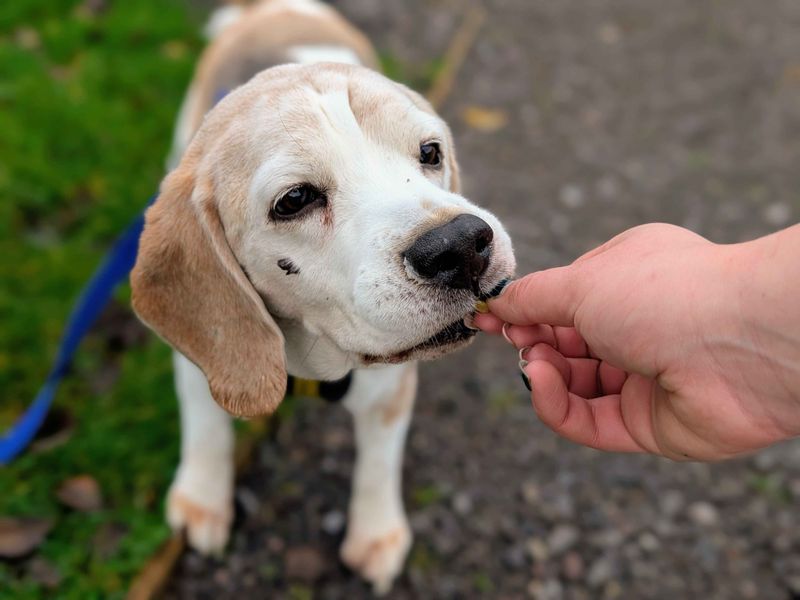 Beagle for adoption in Cardiff / Caerdydd, South Glamorgan – 10 years old - Image 4 of 4