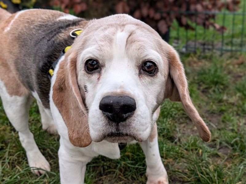 Buster, a 8 years old male Beagle available for adoption from Dogs Trust in Wales