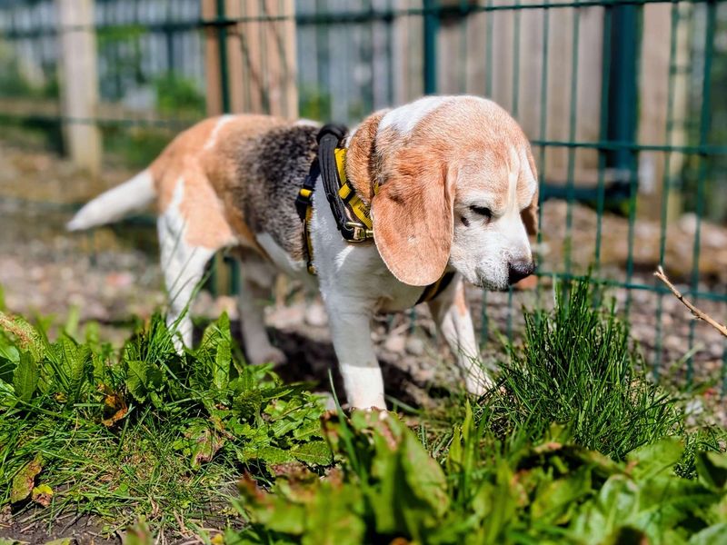 Buster | Beagle | Cardiff - 1