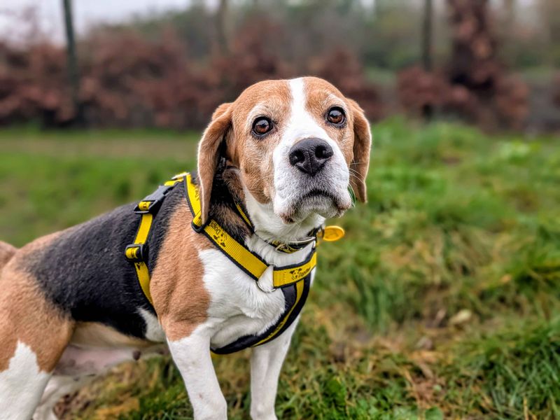 Beagle for adoption in Cardiff – 7 years old - Image 3 of 4