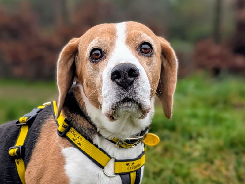 Beagle for adoption in Cardiff – 7 years old - Image 2 of 4