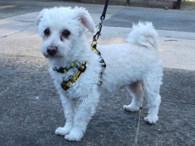 Poodle for adoption in Uxbridge, London – 10 years old