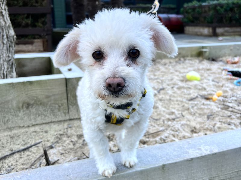 Poodle for adoption in Uxbridge, London – 10 years old - Image 3 of 3