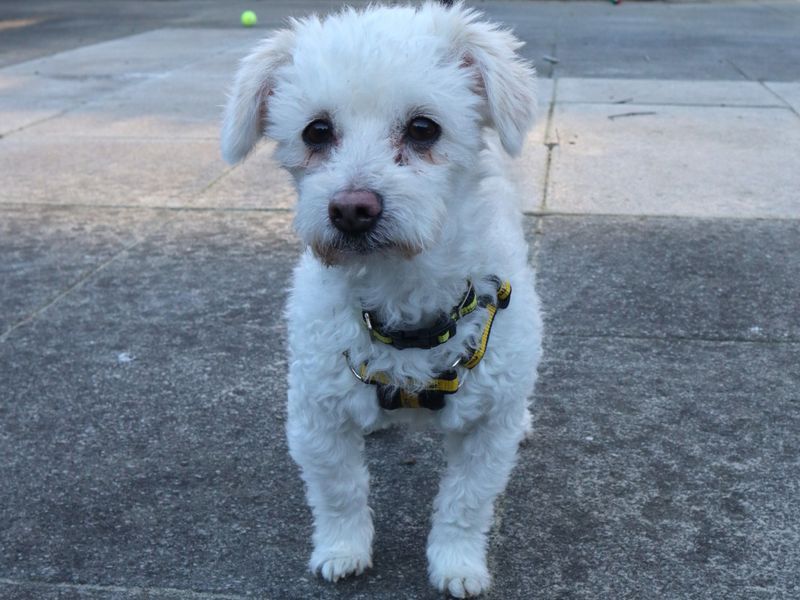 Poodle for adoption in Uxbridge, London – 10 years old - Image 2 of 3