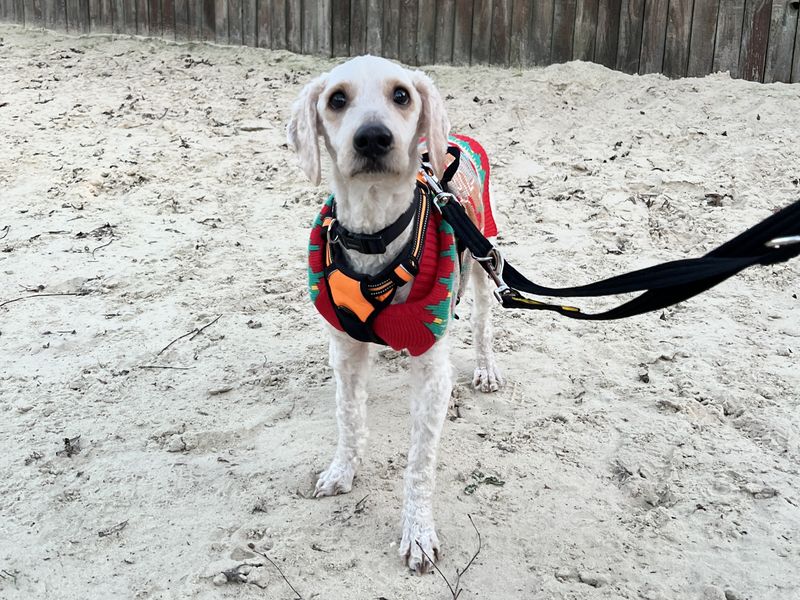 Stilton, a 8 years old male Unknown available for adoption from Dogs Trust in Harefield, Greater London