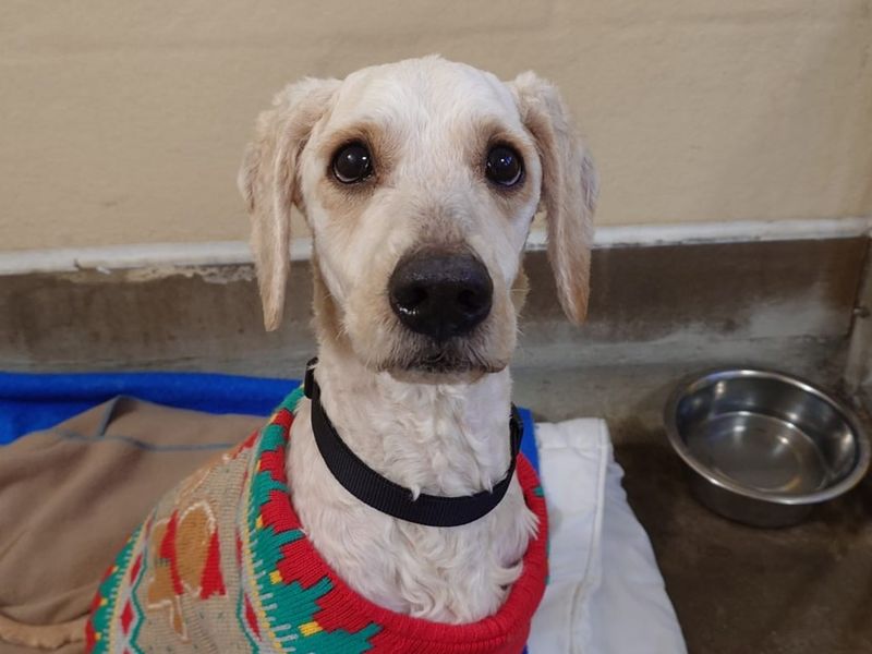 Stilton - Image 2 of 2