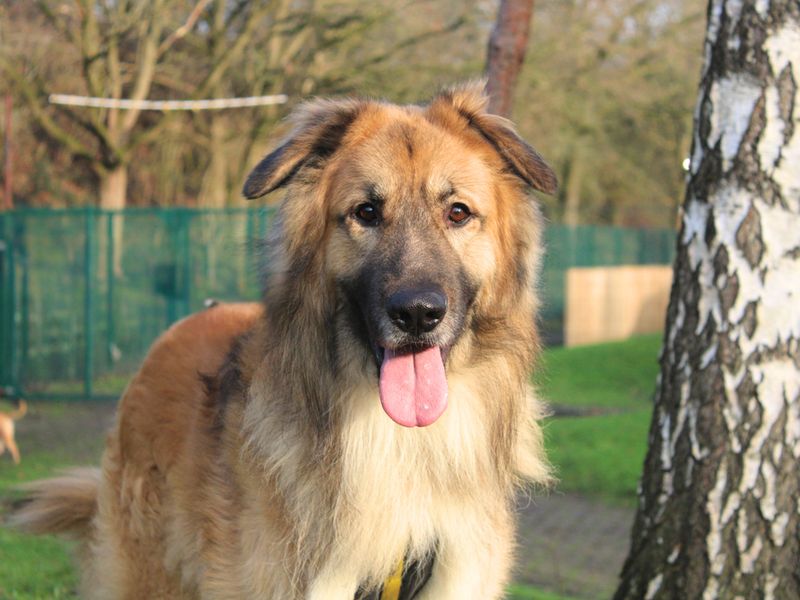 Hector, a 6 years old male Leonberger available for adoption from Dogs Trust in Merseyside