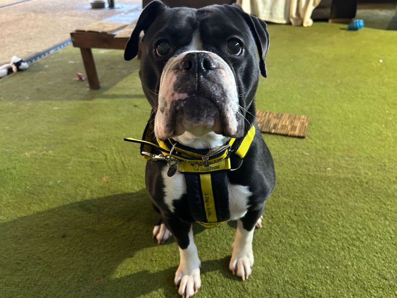 English Bulldog Dogs And Puppies For Adoption