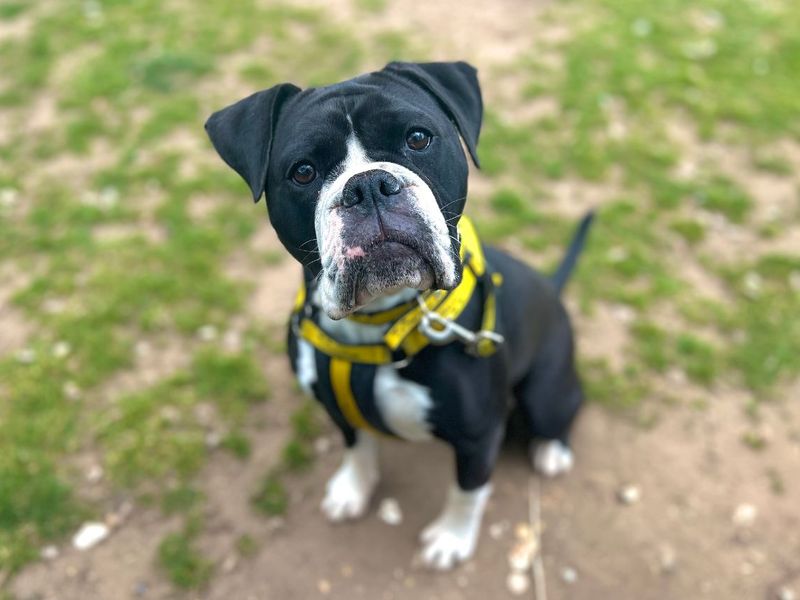 undefined | Bulldog | undefined - 1