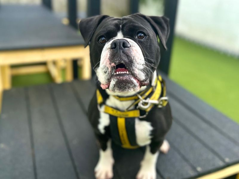 undefined | Bulldog | undefined - 4