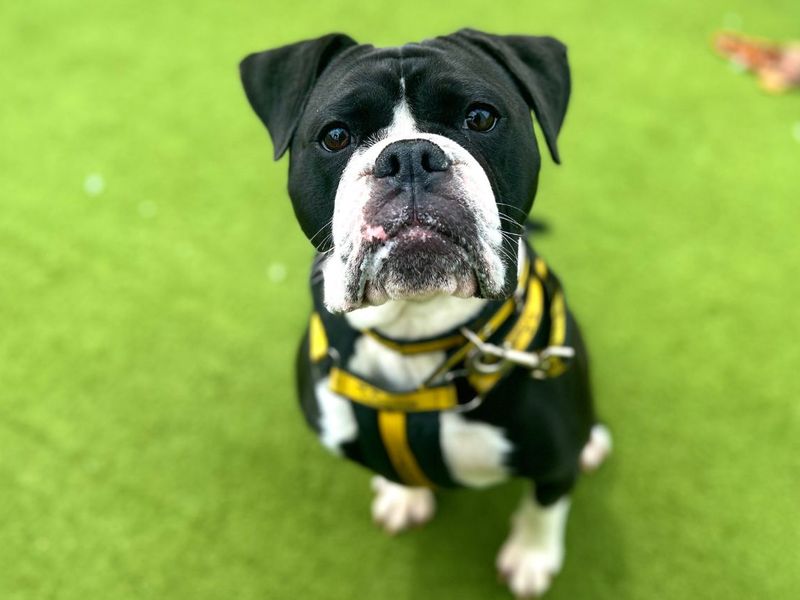 undefined | Bulldog | undefined - 2