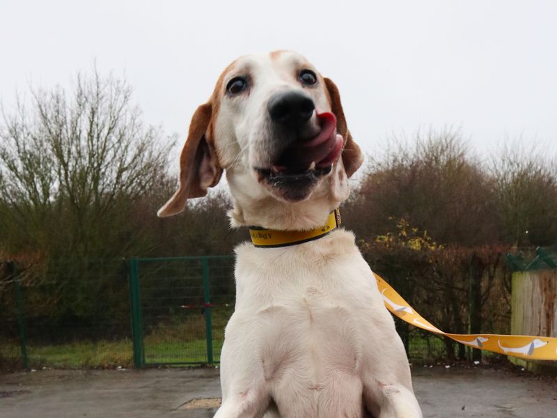 Jet, a 4 years old male Unknown available for adoption from Dogs Trust in Harefield, Greater London