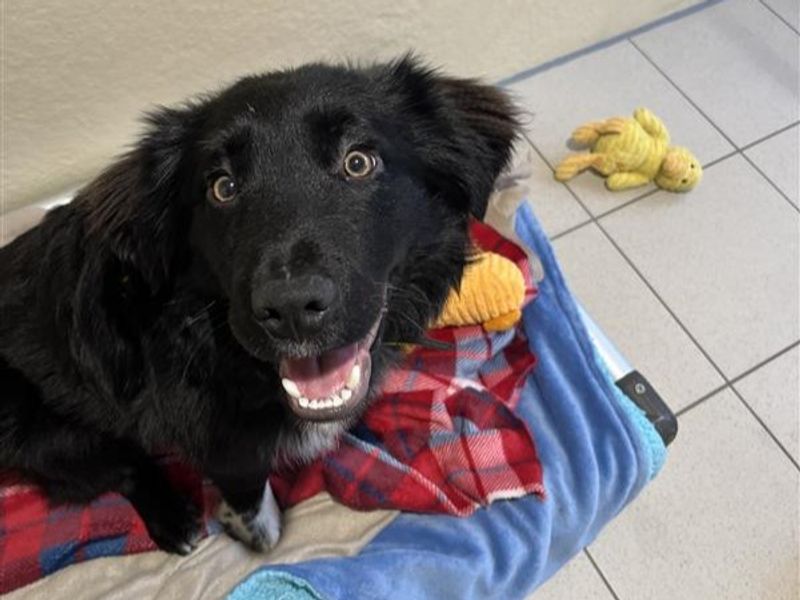 Border Collie for adoption in Ballymena, County Antrim – 8 months old - Image 3 of 4