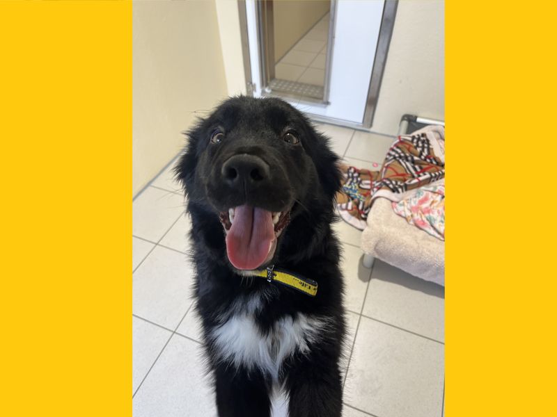 Bonzo, a Unknown old male Crossbreed available for adoption from Dogs Trust in Ballymena, Northern Ireland