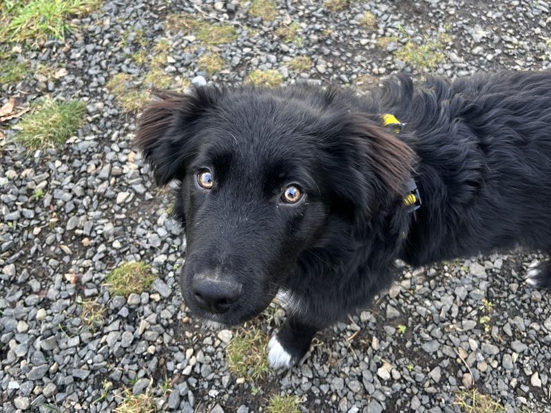 Border Collie for adoption in Ballymena, County Antrim – 8 months old - Image 2 of 4