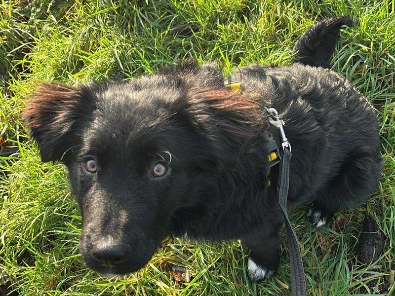 Border Collie for adoption in Ballymena, County Antrim – 8 months old - Image 4 of 4