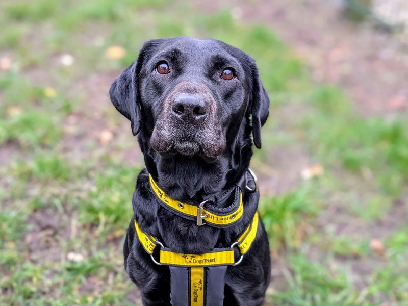 Xena, a 4 years old female Labrador available for adoption from Dogs Trust in Splott, Wales