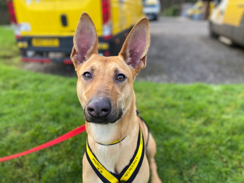 Cali | Crossbreed | Cumbria - 1