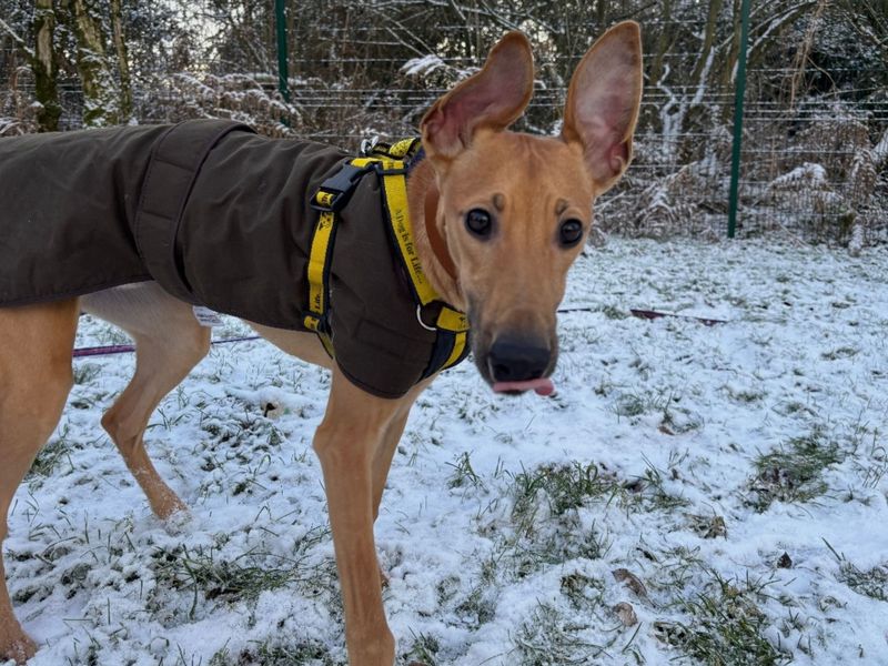 undefined | Lurcher | undefined - 6