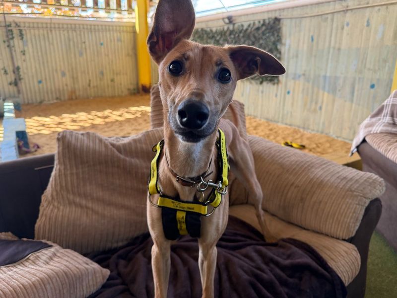 undefined | Lurcher | undefined - 5