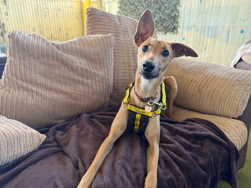 undefined | Lurcher | undefined - 4
