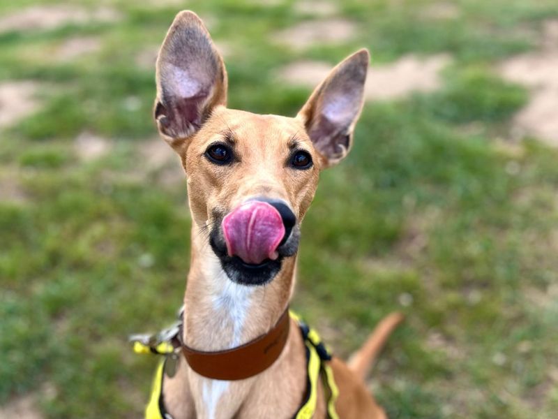 undefined | Lurcher | undefined - 1