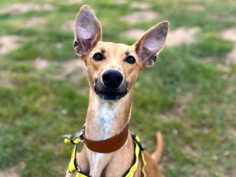 undefined | Lurcher | undefined - 2